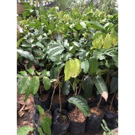 Pokok Dokong Thai Grafted, pokok rendah, cepat berbuah