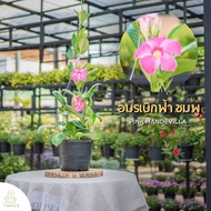 Treeno.9  T247 อมรเบิกฟ้าดอกสีชมพู (Mandevilla)  กระถาง 8 นิ้ว ดอกสวย อยู่ได้นาน ไม้เลื้อย พุุ่มใหญ่