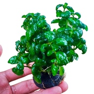 tanaman aquascape angguran media wabikusa