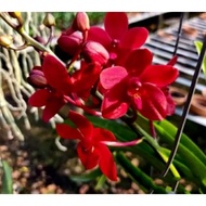 Anggrek dendrobium dewasa bunga merah
