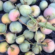 Buah Mangga Apel Mengkal 1 Kg