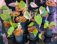 Anthurium veitchii 南美密紋火鶴王  ( alocasia, anthurium, monstera,colocasia ,室內植物,indoor plant)