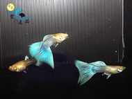 純品系 白子天空藍孔雀魚 (一對) 純品系孔雀魚專區 活體宅配 戶外飼養