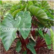 COLOCASIA HAWAIIAN PUNCH