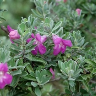 SNT / Texas Sage / bunga purple / tahan panas