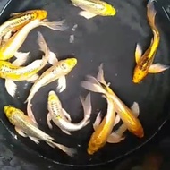 koi Kumpay metalik bibit ikan