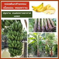 🍌หน่อกล้วยหอมกระเหรี่ยง ต้นกล้วยหอมกระเหรี่ยง พันธุ์กล้วยหอมกระเหรี่ยงของขึ้นชื่อป่าละอูหัวหิน หาทานยาก เนื้อเหนียวหนึบ 🚘สั่งเลย...พร้อมส่งขุดใหม่ๆ🚘ชุดละ 5ต้น 450 บาท