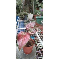 KELADI RED DUSTY/ CALADIUM