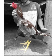 Pure plucker - pure plucker chicken pucker - pure plucker chicken - plucker MA - plucker Pacqiau - p