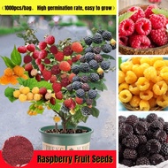 【Local Growing】 Raspberry Seed for Sale (1000pcs Per Pack）Bonsai Seeds for Planting Heirloom Variety