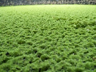 AZOLLA MICROPHYLLA 200G FRESH StarterPack