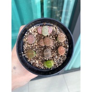 lithops mix set 生石花 *ready stock*