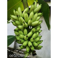 benih pisang pelbagai, lemak manis/awak/nangka 3pcs RM10