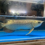 Ikan Arwana golden red bluebase hb terlaris