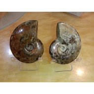 ammonite fossil 1 pair with acrylic stand