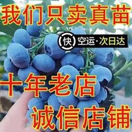 帶果藍莓藍莓樹苗超大果庭院陽臺盆栽地栽南方北方種植耐寒藍莓苗