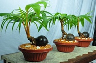 Coconut bonsai tree with FREE fertilizer and free Pot