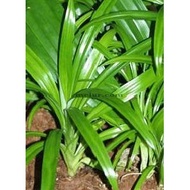 ANOR - Pandan leaf sapling  Anak Pokok Pandan
