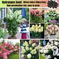 Good Quality Hydrangea Seed (Mixed Colors 50pcs/bag) Benih Pokok Bunga Ornamental Flowering Plants Seeds Hydrangea