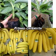 bibit pisang cavendish | pisang sunpride | cavendish jenis grandnain