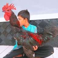 Anakan Ayam Pelung Calon Jumbo Usia 1 Bulan - Promo