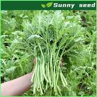 ARUGULA SEEDS (1000 seeds) - Rocket Arugula Premium vegetable seeds