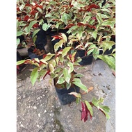 FTH # Excoecaria Jungle Fire # tahan panas#pokok hidup