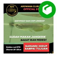 Ikan Hidup arwana golden red Red tail golden RTG anakan baby 15-16 cm