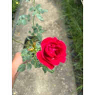 kampung ros bunga wangi | 🌹 rose fragrance live plant in polybag