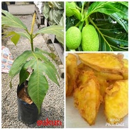 Pokok Sukun Hybrid