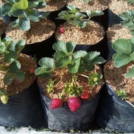 BIBIT POHON STRAWBERRY/BIBIT TANAMAN/BUAH STRAWBERRY/TANAMAN BUAH