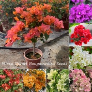 100 Seeds Dwarf Bougainvillea Seeds for Planting Bougainvillea Spectabilis Willd Potted Flowering Seeds Gardening Seeds Bonsai Ornamental Plants Seeds Air Purifying Blossom Buto Ng Halaman Rare Mayana Plants Real Live Plants for Sale Easy To Grow
