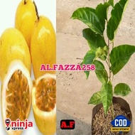bibit tanaman buah markisa kuning bibit markisa pohon markisa passiflora
