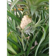 NANAS BATU UNTUK MERAWAT BATU KARANG