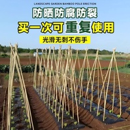 Bamboo Pole Vegetable Garden Trellis for Cucumbers, Tomatoes, Beans, Bamboo Fence, Small Bamboo, Thi