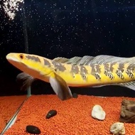 Ikan channa ys yellow sentarum maru uk 20-22cm 