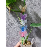 Panda Shopping Orchid Clip Vine Tomato Plant Gherkin Garden Potted Phalaenopsis Support