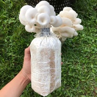 ก้อนเชื้อเห็ด นางฟ้าฮังการี(ดอกสีขาว) ชุด 6 ก้อน ♻️ เก็บทานได้ 4-6 เดือน