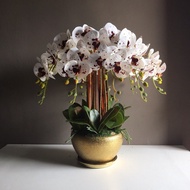 White orkid white dot maroon With gold pot Material latex 3D 8 stalks