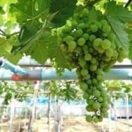 Anak pokok anggur hybrid