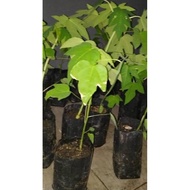 Anak Pokok Betik sekaki