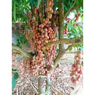 3 red mulberry trees