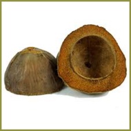 ۩ ☏ ◐ Bunot coconut husk for school bunot good quality coconut husk bunot 1pc bunot floor polisher