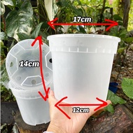 1 x Clear pot (17cm)