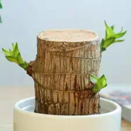 Dimoo Blind Box Display Stand Office Desktop Water Cultivated Wood Storage Toy Collectible Figurine