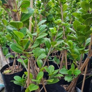 Bibit Ficus Compacta