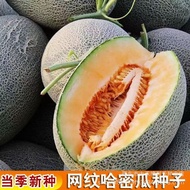 Reticulated Cantaloupe Seeds North-South Four Seasons Sowing Fruits Cantaloupe Melon Fragrant Waterm
