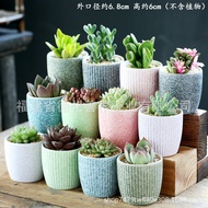 Creative Succulent Large and Small Diameter Flower Pot Thumb Pot Simple Desktop Ceramic Succulent Bonsai