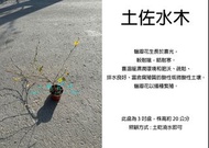 心栽花坊-土佐水木/蠟瓣花/台灣瑞木/3吋盆/觀花植物/盆景植物/綠化環境/售價360特價300
