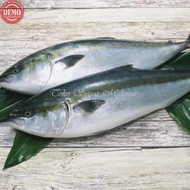 Ikan Salem Salmon Lokal Ikan Laut Segar 1Kg
